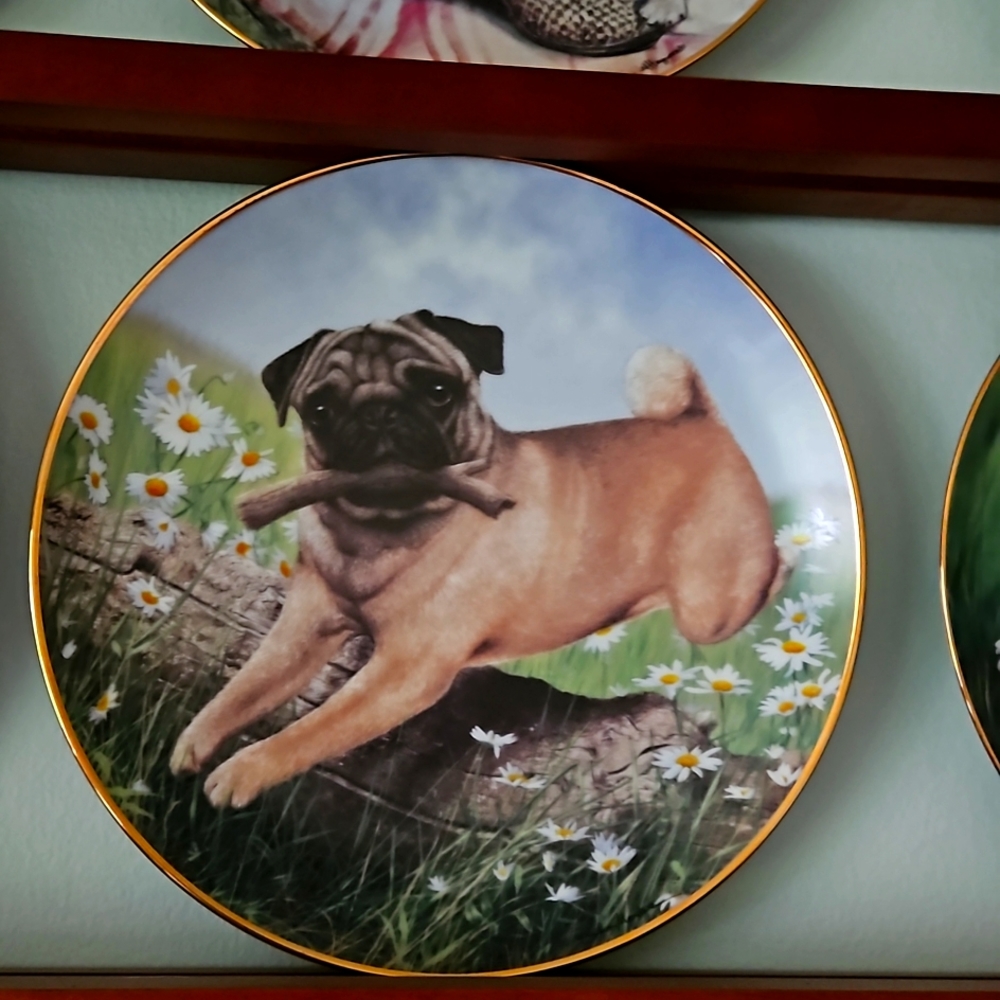 Collectors plate